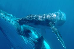 Humpback Whale with her new born calf taken in Tonga Aug ... by Jeannette Howard 
